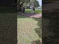 9237. Casual walk 2 on lead dogs not interacting sit re-cue sit drop wait Esplanade 15 June 2026 MM