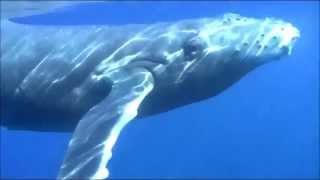 Video thumbnail of "Humpbacks-To The Last Whale-CSN"