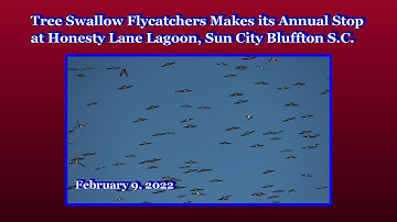 Tree Swallow Flycatchers Makes its Annual Stop at Honesty Lane Lagoon Sun City, Bluffton SC 2/9/2022