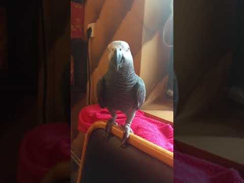 Videó: A Papagáj Nyávog: Egy Videó Arról, Hogy A Madár Hogyan Tanult Meg Macskahangokat Adni