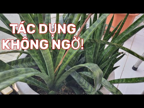 Video CÂY LƯỠI HỔ- TRĂM BÀI THUỐC QUÝ TỪ CÂY MÀ BẠN CHƯA... - youtube