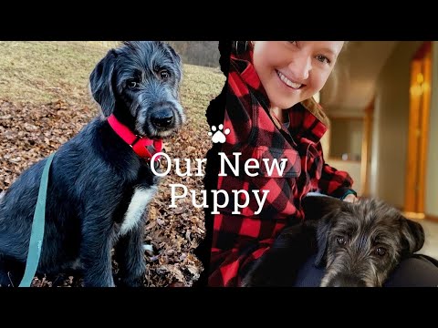 Video: How To Buy An Irish Wolfhound Puppy