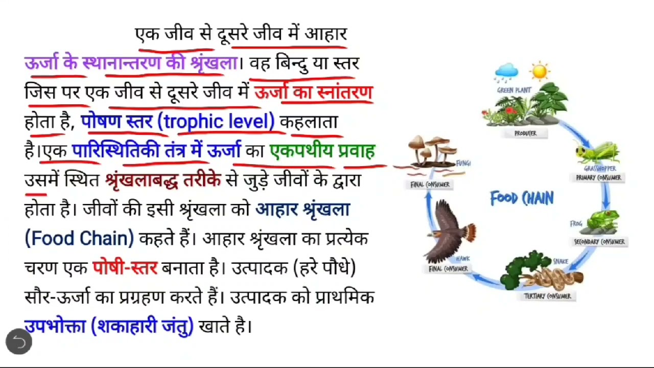 food chain II Types of Food chain II  wave II population interaction