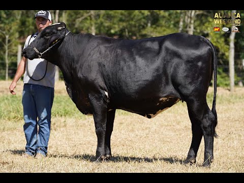 LOTE 74   ALIANÇA WEEKEND   7032BW