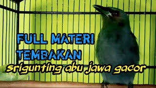 FULL MATERI.. ⁉️suara srigunting abu abu mata merah gacor full isian mewah