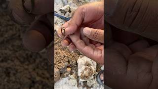 300Year Old Gold Ring Found Underground? #shorts #shortsfeed #shortvideo #youtubeshorts #subscribe
