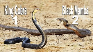 Kral Kobra və Black Mamba (snakes video)