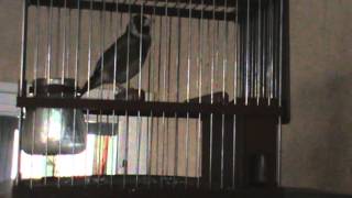 Chardonneret Marocain 7