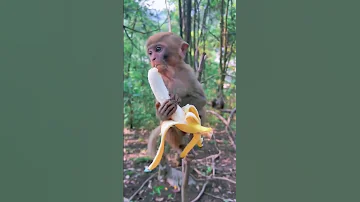 قرد ياكل موز القرد المشاكس قرد في الغابة قرد يعشق الموز Banana Shorts 