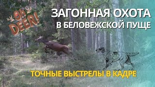 Загонная охота в Беловежской пуще.Точные выстрелы в кадре!