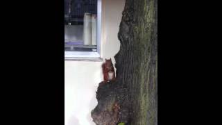 Squirrel in the city