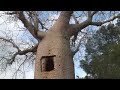 Baobabs de Madagascar Baobabs, réservoirs de vie