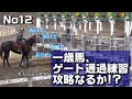 【ウインRC募集馬】一歳馬の成長 No.12～ゲート練習、押してダメなら呼んでみる～