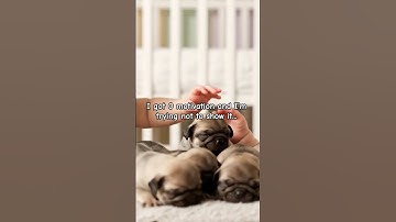 puggy pug needs motivation