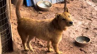 The most loyal friend|the Chinese Pastoral Dog