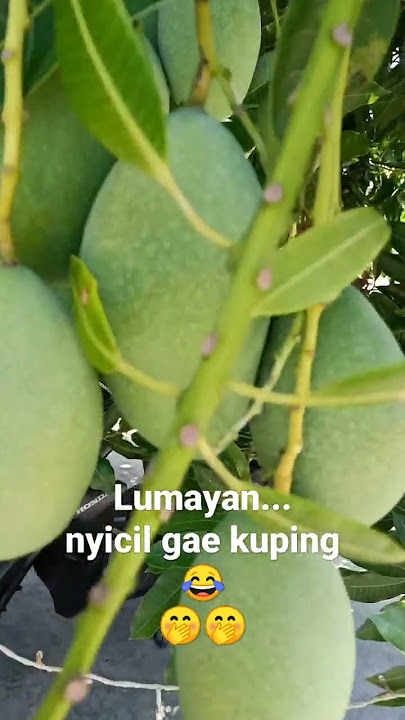 Story WA Mangga Muda