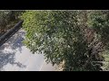 crash of an DJI Spark drone in a tree using Litchi App