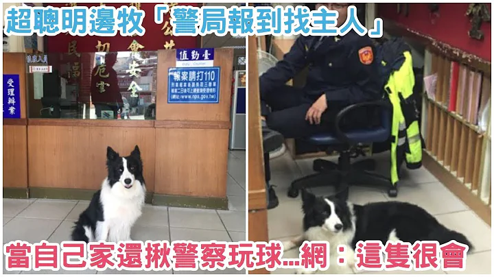 叔叔我走丢了！超聪明边牧「警局报到找主人」，当自己家「还揪警察玩球」网笑：这只很会XD - 天天要闻