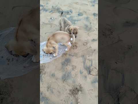 جرو يأكل مع صديقه في جو من الألفة جرو طعام حيوانات أليفة