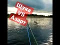 Щука VS Азарт