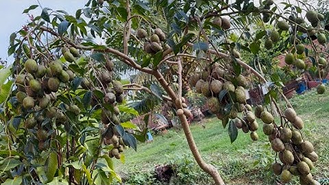 VÌ SAO QUYẾT ĐỊNH C.Ư.A CÂY CÓC?