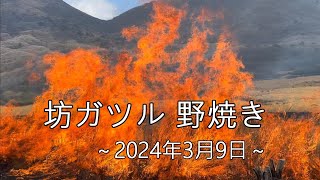 くじゅう　坊ガツルの野焼き　～2024年3月9日～