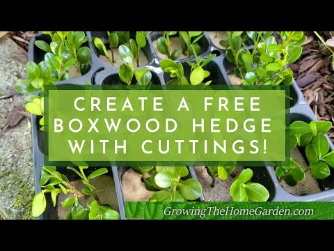 Video: Boxwood Cutting Propagation - Lub Tswv Yim Rau Kev Noj Boxwood Cuttings