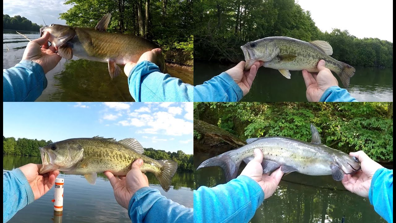 MultiSpecies day with the Drop Shot! Lake Arthur 6/6/21 YouTube