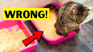 STOP Making THESE 10 MISTAKES with YOUR CAT