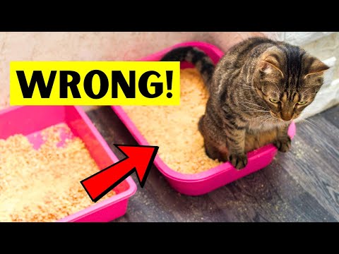 STOP Making THESE 10 MISTAKES With YOUR CAT S LITTER BOX