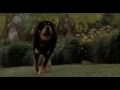 Dog eats Mailman BOW WOW WOW YIPPY YO YIPPY YAY BOW WOW YIPPY YO YIPPY YAY!!!