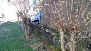 Q&A – How do I get rid of knots on my crape myrtles?