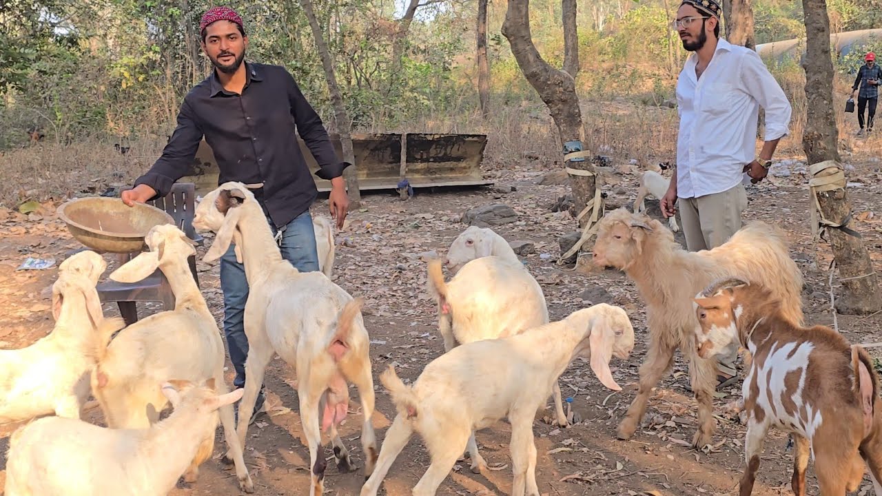 Ramadan Special🔥 Pahla Dhamaka Offer Vaccinated Goats Lo Aur Shouk Karo || HAQ Bhai Mumbra Mumbai ||