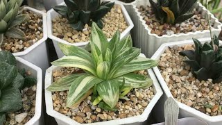 Rare Haworthia Succulents Collection