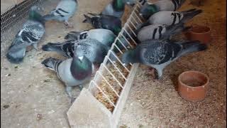Keeping the birds in good condition is important , it,s all part of you loft magaement.