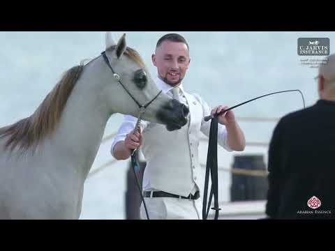 N 3 SAFANA AL HAMAMA KIAHF 2025 Arabian Peninsula Horse Show Yearling Fillies Class 1A Class 1