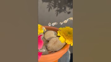 This Trick Keeps Pollinators Coming Back!