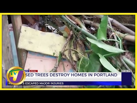 Collapsed Trees Destroy Homes in Portland | TVJ News