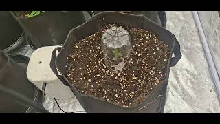 2026 Grow Update 2: Guava RF3, Lemon Cherry, Moby Dick, Blueberry, Strawb Banana #cannabiseducation 