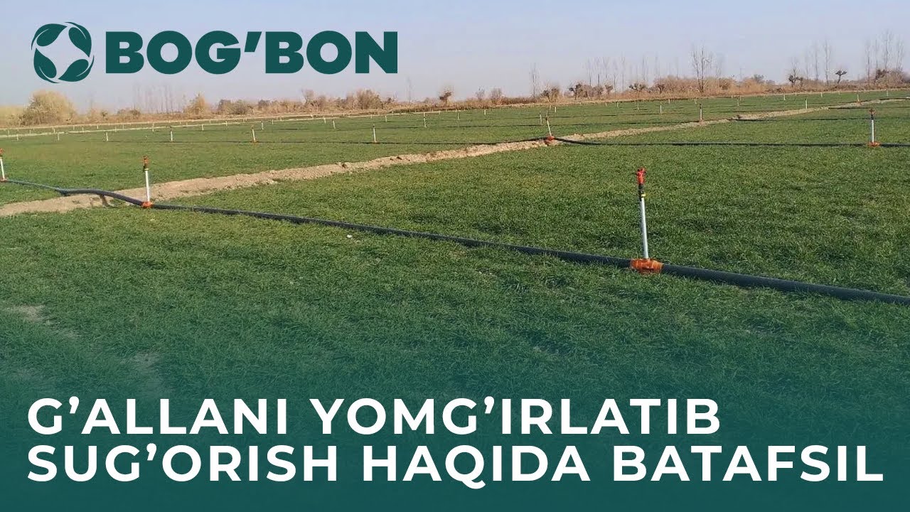 🌾 Ғаллани ёмғирлатиб суғориш