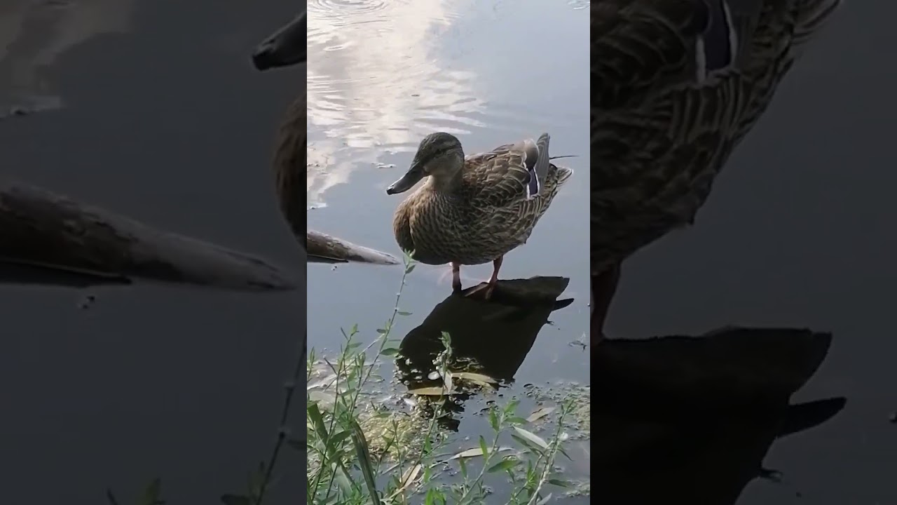 уточки на речке