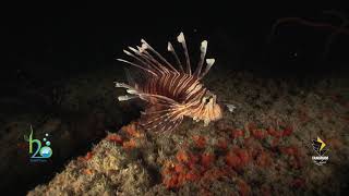 A 40 Second Film Summary Of Lions Fish. Ropme Sea Area.