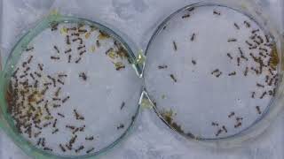Alarm spread in Ants - Experiment