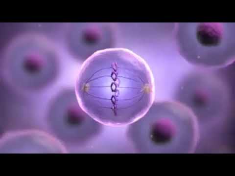cell division - YouTube
