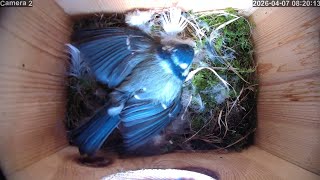 2026 Day 7 Blue Tit nest activity news screenshot 4