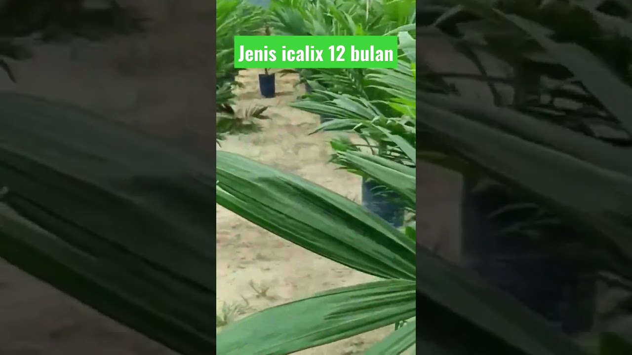 bibit sawit super 12 bulan 