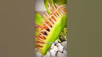How A Venus Fly Trap Works 😟