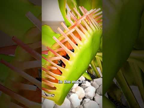How A Venus Fly Trap Works
