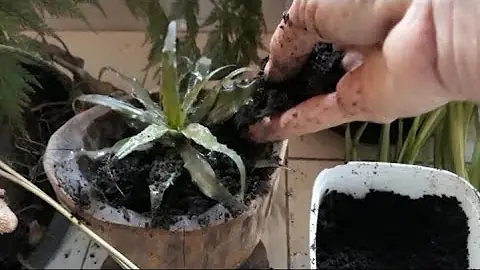 Como usar o composto orgânico?