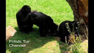 Chimp Life - Chimpanzee